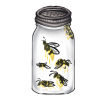 Jar of Wasps