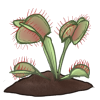 Carnivorous Plant